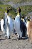 King Penguin :: Knigspinguin :: Aptenodytes patagonicus