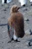 King Penguin :: Knigspinguin :: Aptenodytes patagonicus