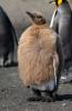 King Penguin :: Knigspinguin :: Aptenodytes patagonicus