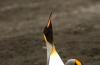 King Penguin :: Knigspinguin :: Aptenodytes patagonicus