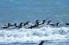 King Penguin :: Knigspinguin :: Aptenodytes patagonicus