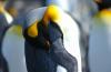 King Penguin :: Knigspinguin :: Aptenodytes patagonicus