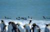 King Penguin :: Knigspinguin :: Aptenodytes patagonicus