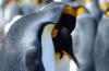 King Penguin :: Knigspinguin :: Aptenodytes patagonicus