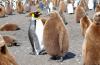 King Penguin :: Knigspinguin :: Aptenodytes patagonicus