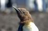 King Penguin :: Knigspinguin :: Aptenodytes patagonicus