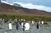 King Penguin :: Knigspinguin :: Aptenodytes patagonicus