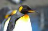 King Penguin :: Knigspinguin :: Aptenodytes patagonicus