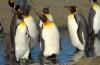 King Penguin :: Knigspinguin :: Aptenodytes patagonicus