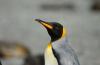 King Penguin :: Knigspinguin :: Aptenodytes patagonicus