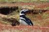 Magellan Penguin :: Magellanpinguin