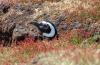 Magellan Penguin :: Magellanpinguin