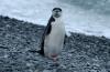 Chinstrap Penguin :: Zgelpinguin
