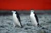 Chinstrap Penguin :: Zgelpinguin