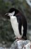 Chinstrap Penguin :: Zgelpinguin