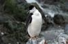 Chinstrap Penguin :: Zgelpinguin