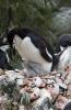 Chinstrap Penguin :: Zgelpinguin