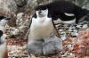 Chinstrap Penguin :: Zgelpinguin