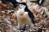 Chinstrap Penguin :: Zgelpinguin