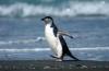 Chinstrap Penguin :: Zgelpinguin