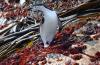 Chinstrap Penguin :: Zgelpinguin