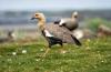 Magellangans  Magellan Goose  Chloephaga picta