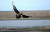 Great Brown Skua :: Brauner Skua :: Catharacta skua