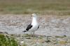 Southern Black-backed Gull/Kelp (Dominican) Gull :: Dominikanermwe