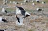 Southern Black-backed Gull/Kelp (Dominican) Gull :: Dominikanermwe