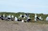 Southern Black-backed Gull/Kelp (Dominican) Gull :: Dominikanermwe