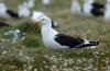 Southern Black-backed Gull/Kelp (Dominican) Gull :: Dominikanermwe