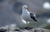 Southern Black-backed Gull/Kelp (Dominican) Gull :: Dominikanermwe