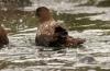 Great Brown Skua :: Brauner Skua :: Catharacta skua