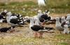 Red-billed Gull :: Rotschnabelmwe :: Larus scopulinus