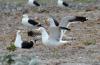 Southern Black-backed Gull/Kelp (Dominican) Gull :: Dominikanermwe