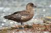 Great Brown Skua :: Brauner Skua :: Catharacta skua