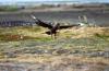 Great Brown Skua :: Brauner Skua :: Catharacta skua