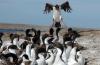 South Georgian Shag :: Sdgeorgienscharbe