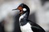 South Georgian Shag :: Sdgeorgienscharbe