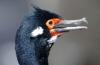 South Georgian Shag :: Sdgeorgienscharbe