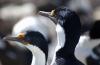 Antarctic (Blue-eyed) Cormorant/Shag :: Blauaugenkormoran/Blauaugenscharbe