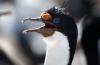 Antarctic (Blue-eyed) Cormorant/Shag :: Blauaugenkormoran/Blauaugenscharbe