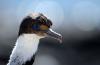 Antarctic (Blue-eyed) Cormorant/Shag :: Blauaugenkormoran/Blauaugenscharbe