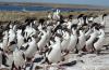 South Georgian Shag :: Sdgeorgienscharbe