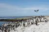 Antarctic (Blue-eyed) Cormorant/Shag :: Blauaugenkormoran/Blauaugenscharbe