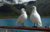 Yellow-billed Sheathbill :: Weigesichts-Scheidenschnabel