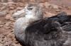 Common Diving-Petrel :: Lummensturmvogel
