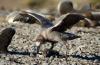 Common Diving-Petrel :: Lummensturmvogel