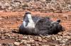 Common Diving-Petrel :: Lummensturmvogel