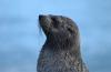 Fur Seal :: Pelzrobbe :: Arctocephalus